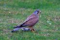 IMG_7852 Kestrel.JPG